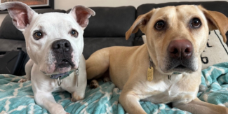 cute white and brown dog with license tags