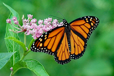 A monarch butterfly feeding on milkweed
