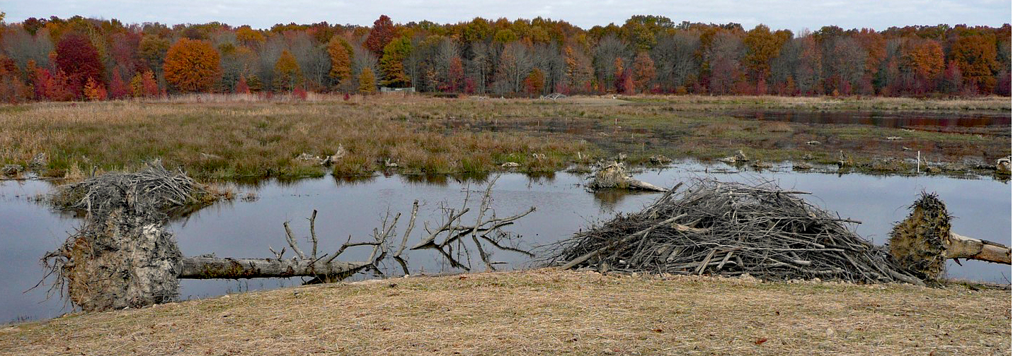 Brushpiles that provide wildlife habitat