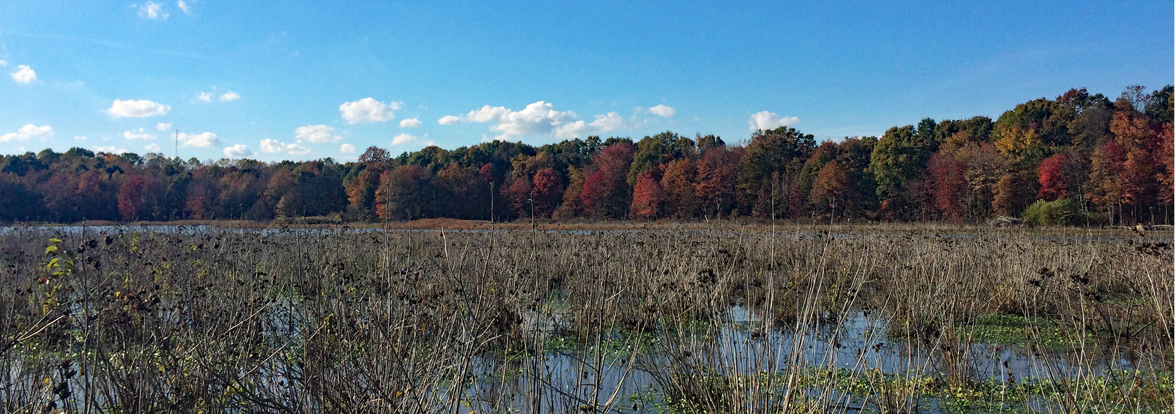 The wetlands filled with water