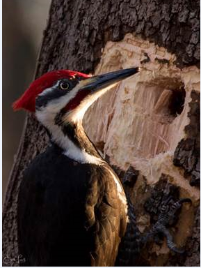 Picture of a Pileated Woodpecker