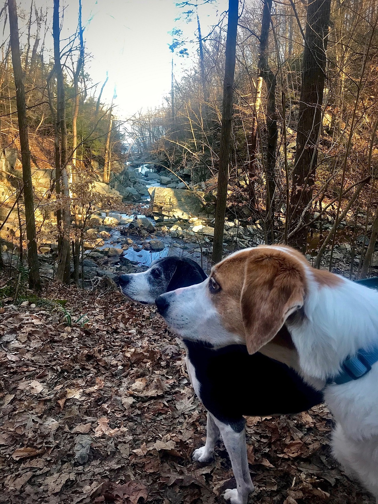 Jeroen van Ek, Scott's Run Nature Preserve