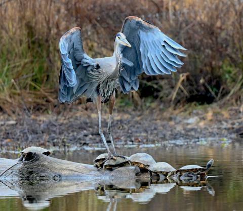 Elaine Starr, Huntley Meadows Park 