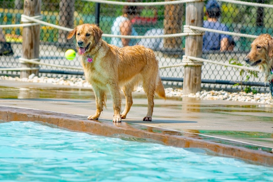 Water Mine Goes to the Dogs in EndofSummer Celebration Park Authority