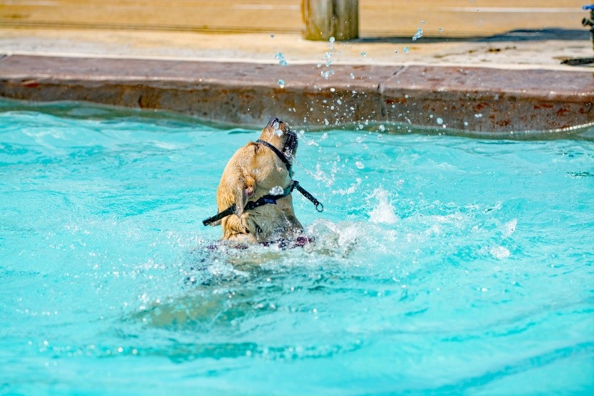Water Mine Goes to the Dogs in EndofSummer Celebration Park Authority