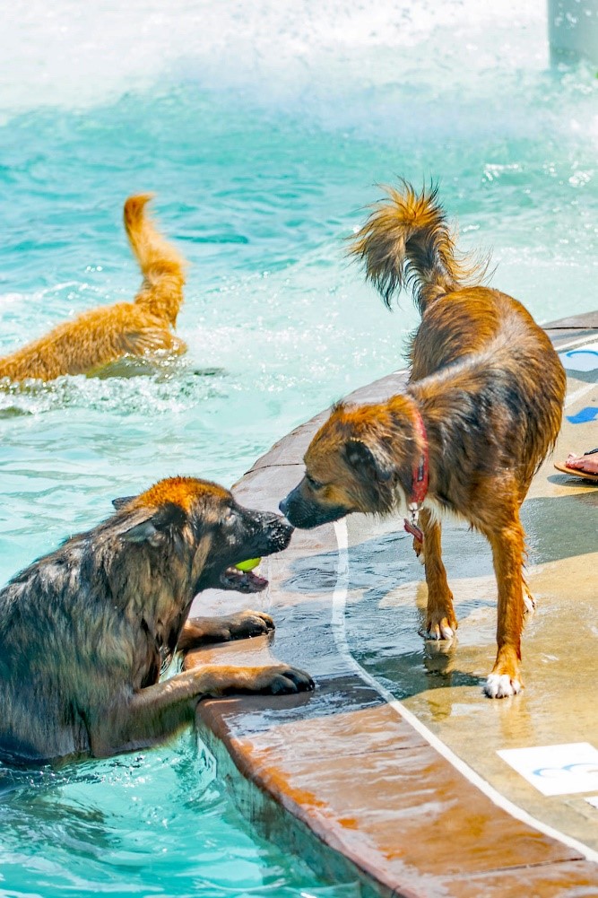 Water Mine Goes to the Dogs in EndofSummer Celebration Park Authority