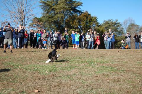 Rehabilitated Bald Eagle Released at Burke Lake Park