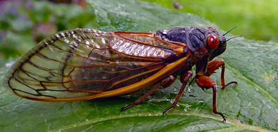 A cicada