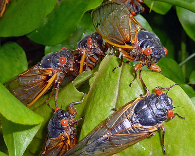 Several cicadas on a single plant