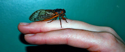 A cicada sits on a human hand