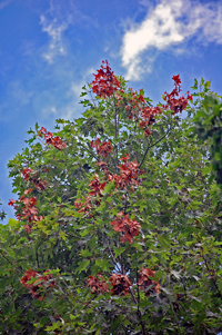 Tree branch tips damaged by cicadas