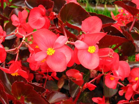 Begonia_semperflorens_(red_)_01.jpg