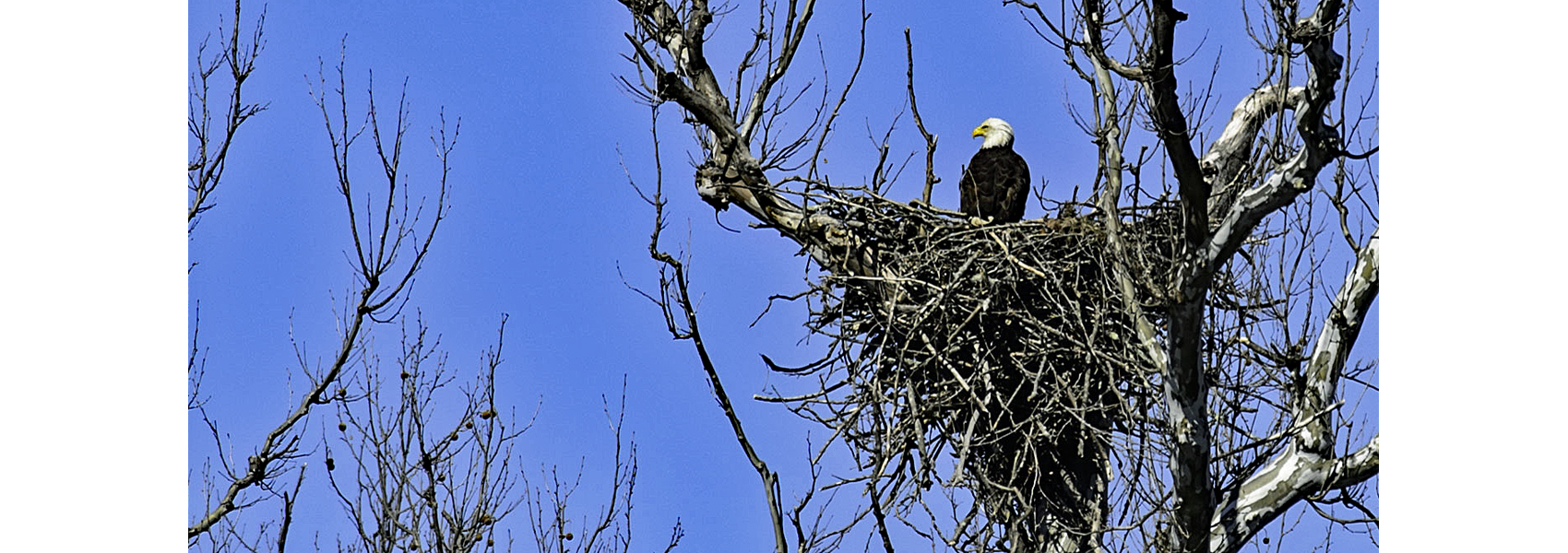 Bald eagle sitting on a nest