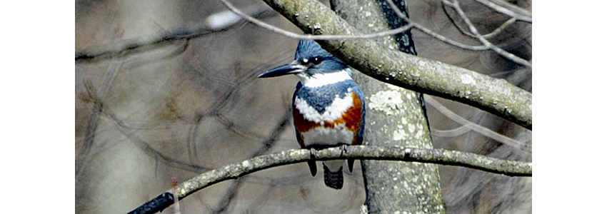 Belted kingfisher sitting in a tree