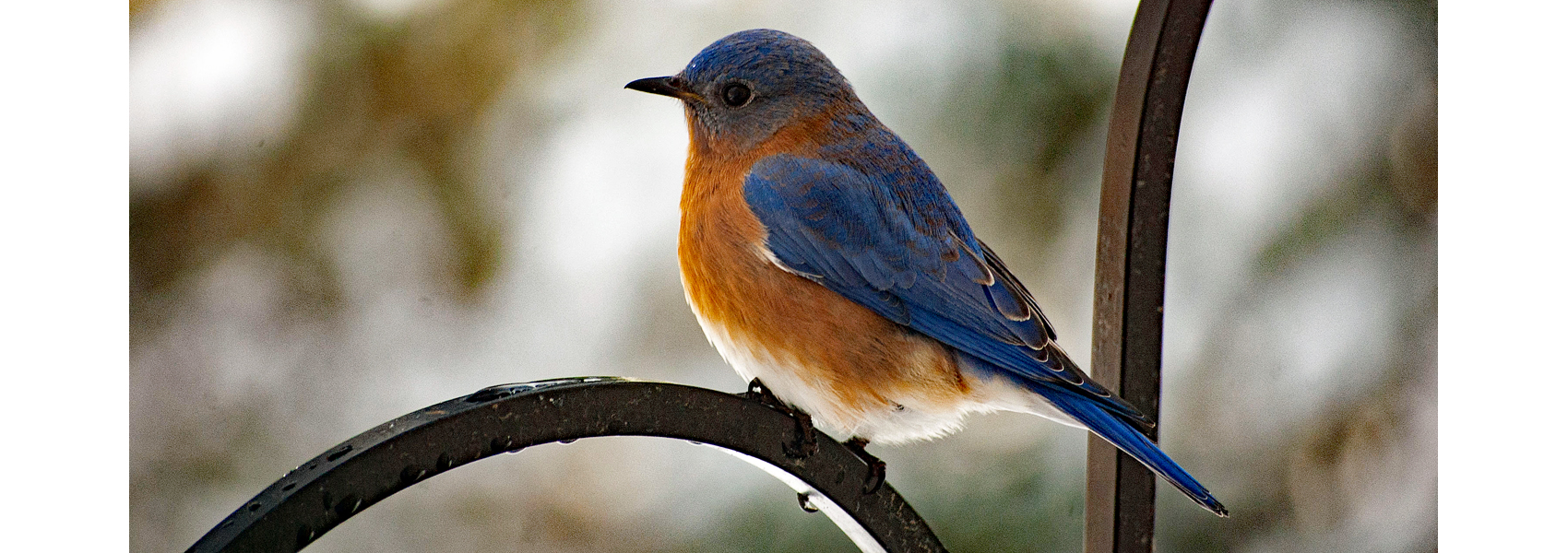 An Eastern bluebird sits on a bird feeder pole
