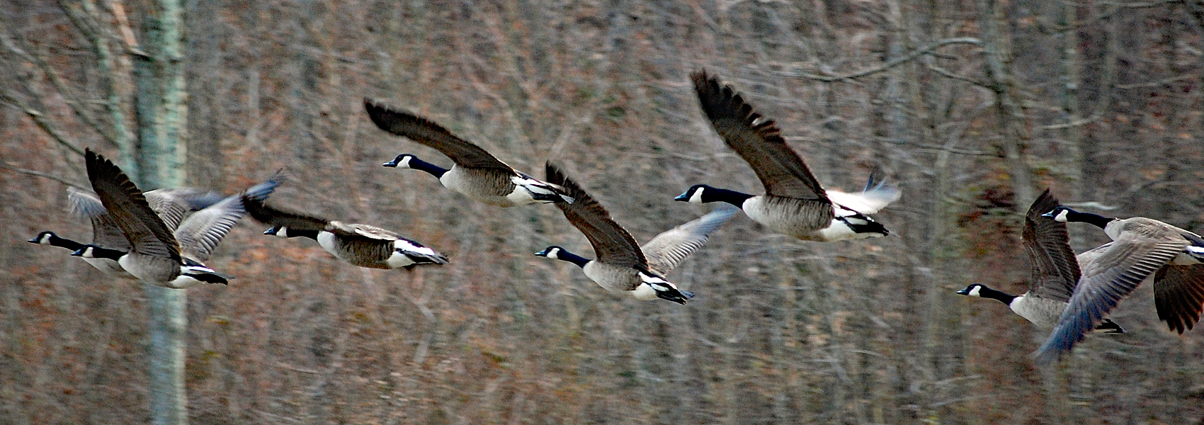 A gaggle of geese in flight