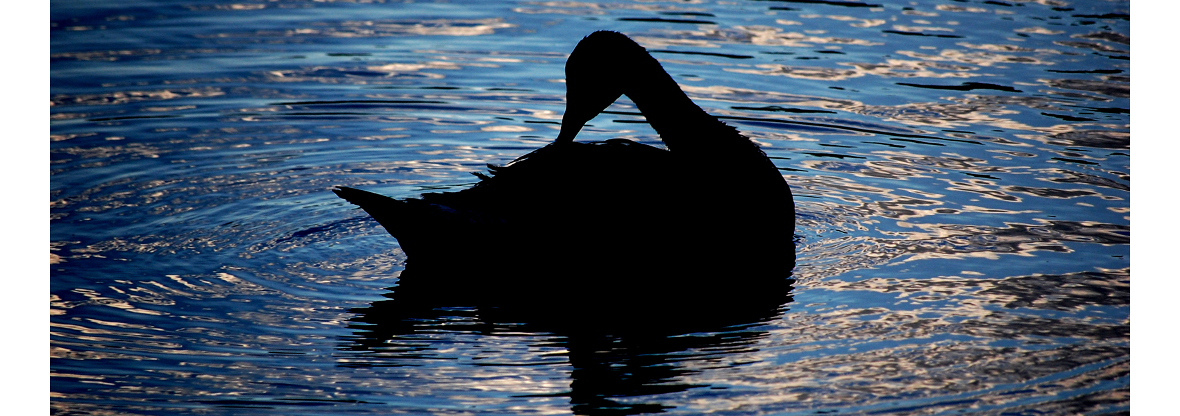 A Canada goose on the water