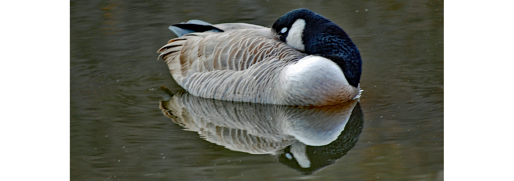 A Canada goose sleeping