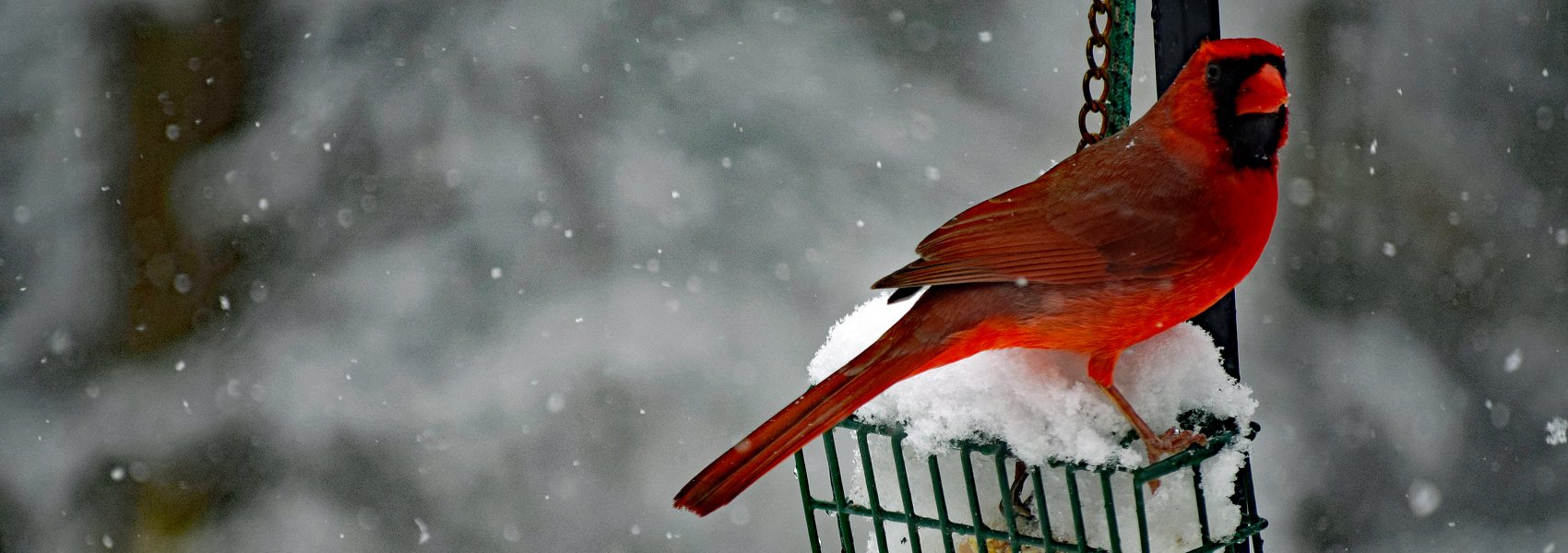 A Northern cardinal stands atop a bird feeder in snow