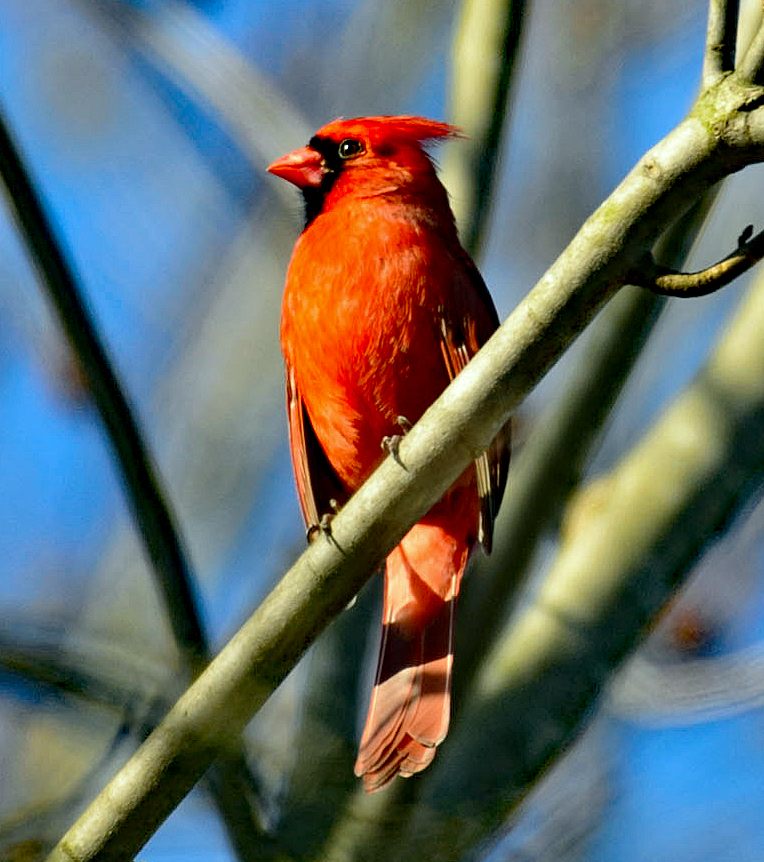 Northern cardinal