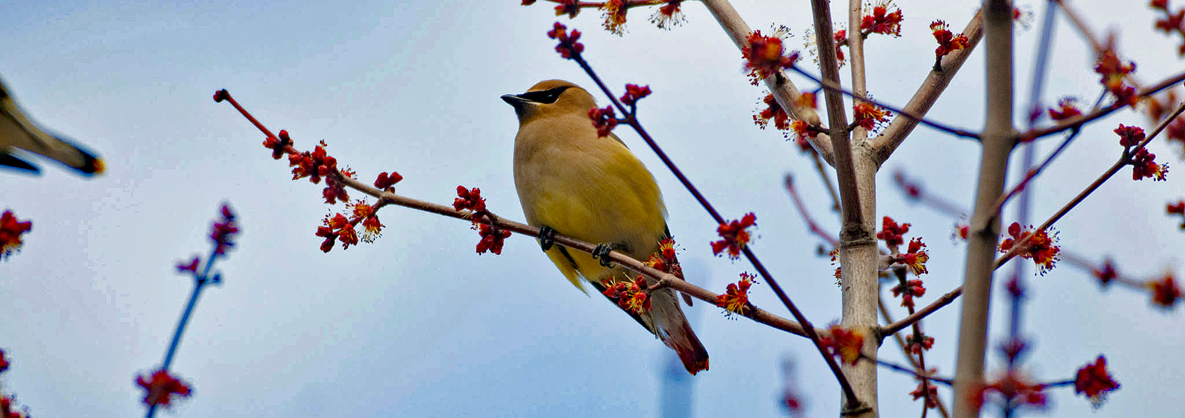 A cedar waxwing sits on a tree branch