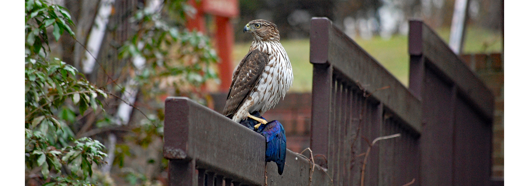 A young Cooper's hawk holding a grackle