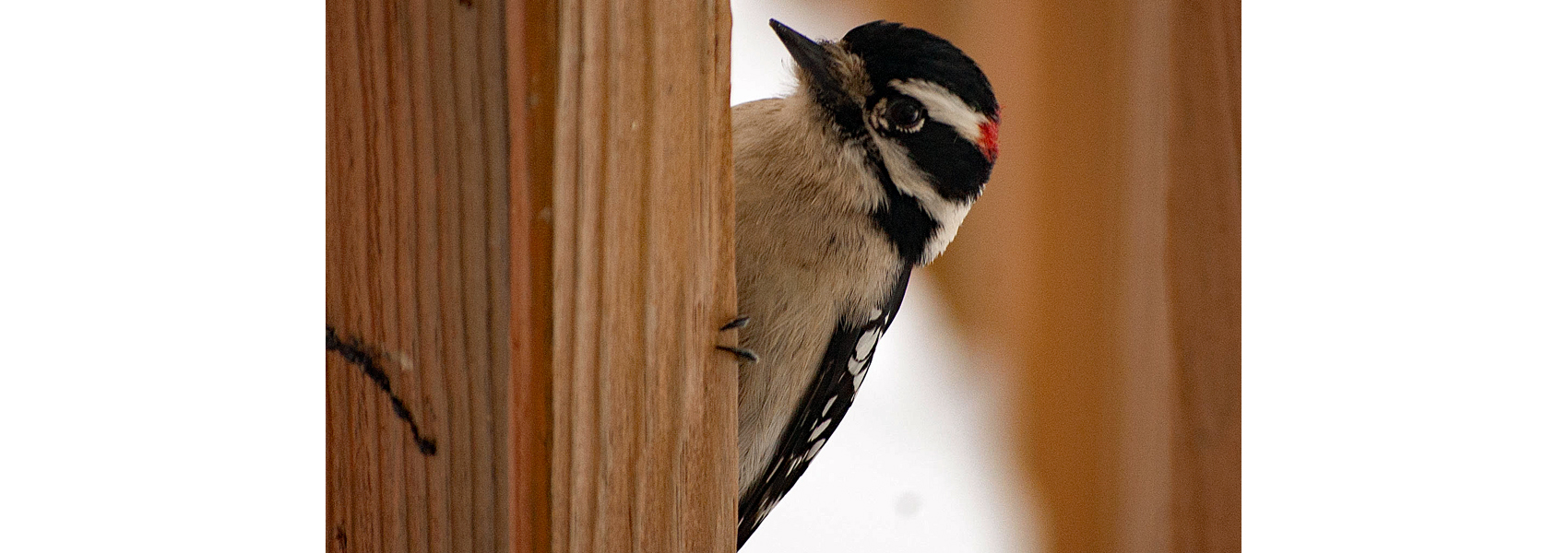 A downy woodpecker on a deck pole