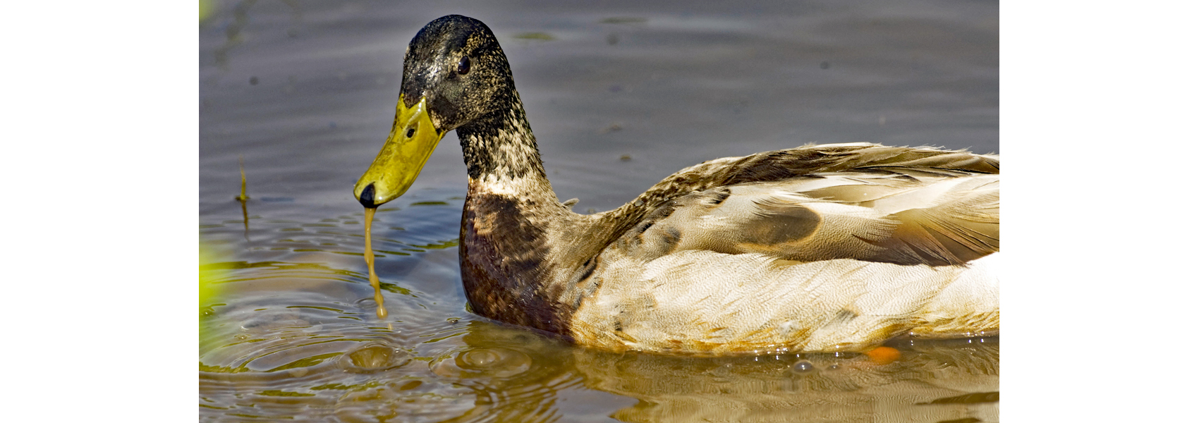 Water drips from a drinking duck's bill