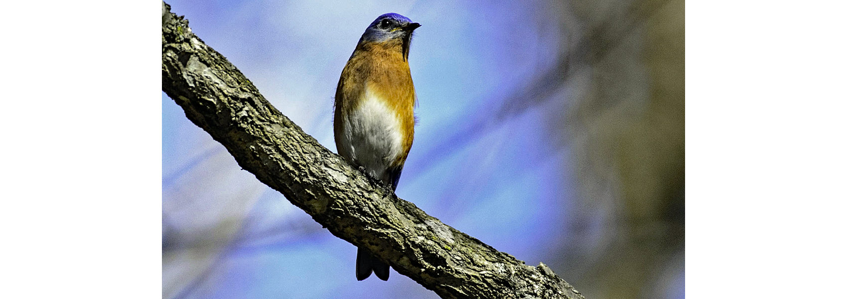 An Eastern bluebird sits on a tree branch
