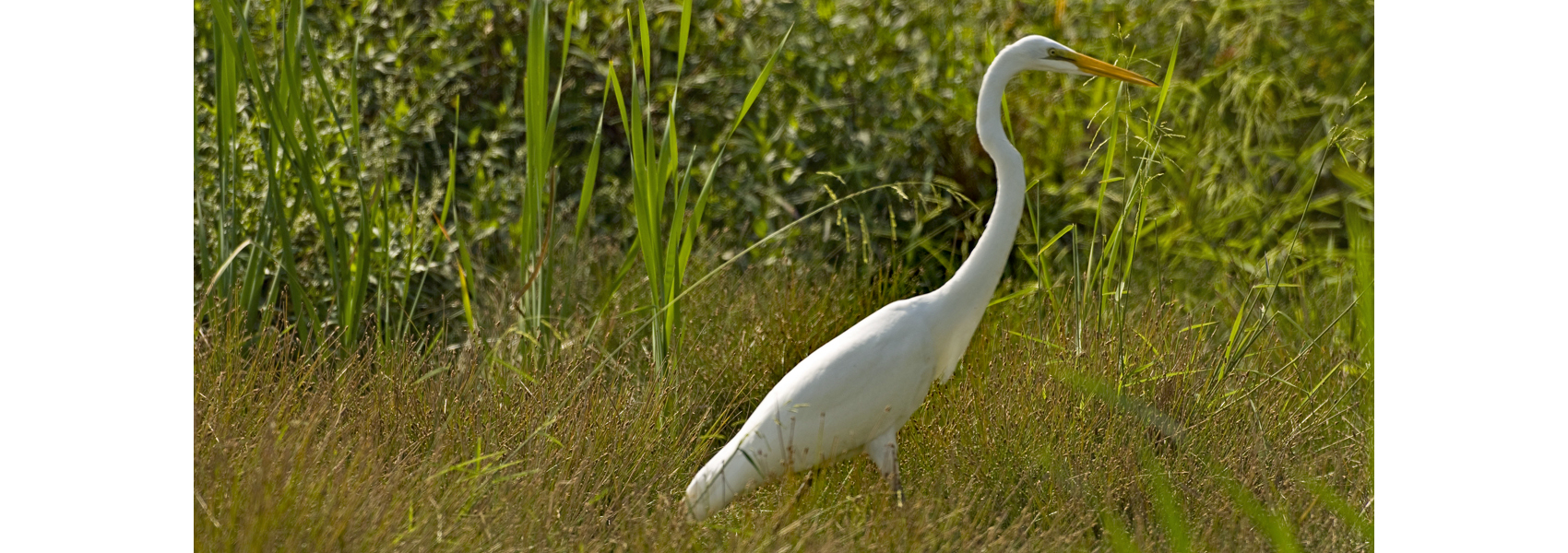 A wading Great Egret