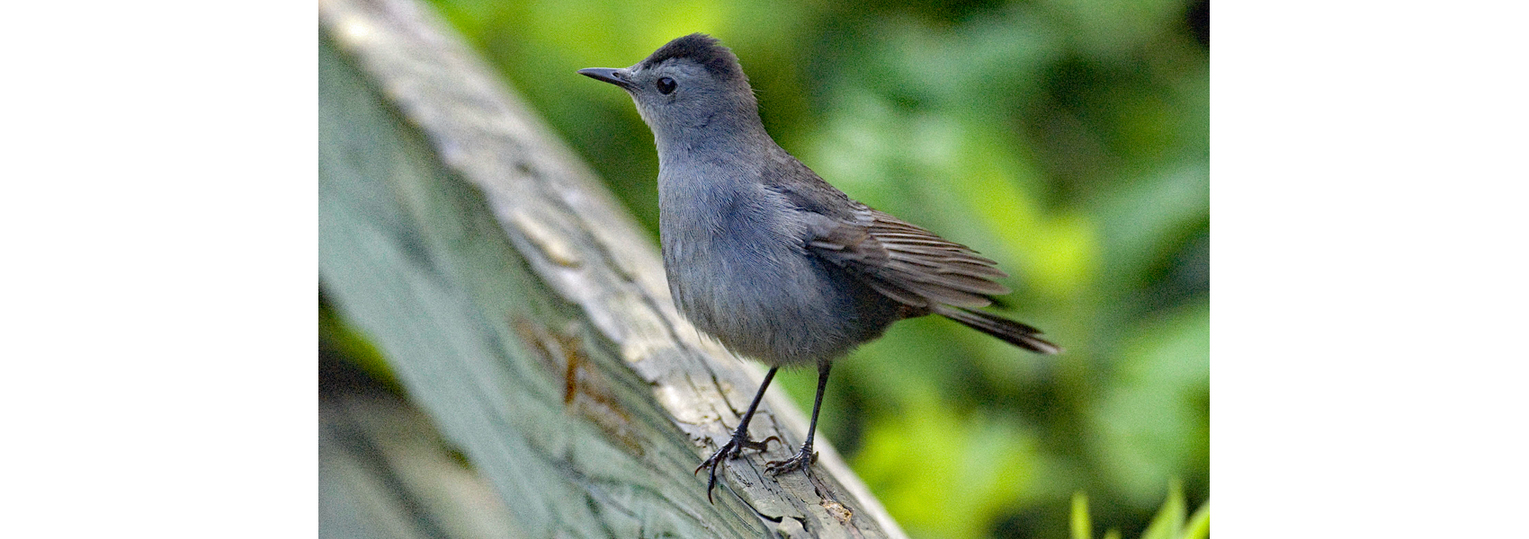 A gray catbird sits on a deck rail