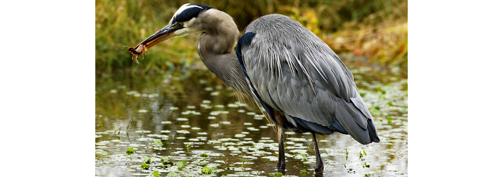 A great blue heron with a crawfish in its bill