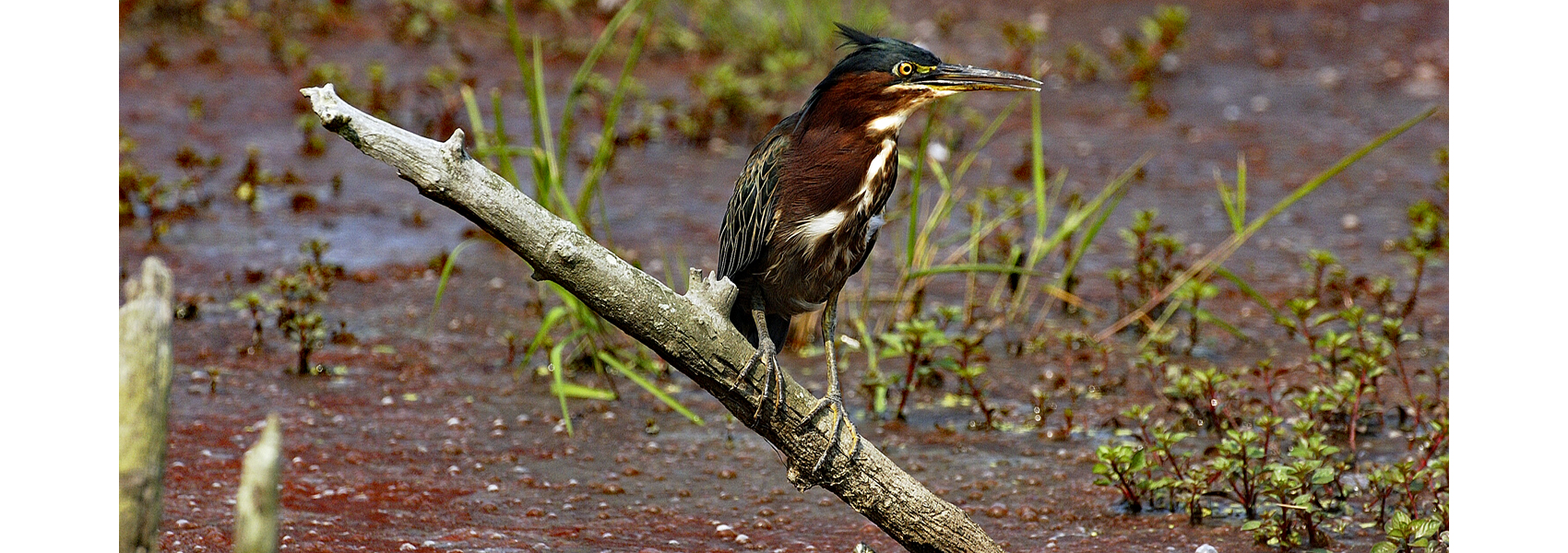 Green heron standing on a log