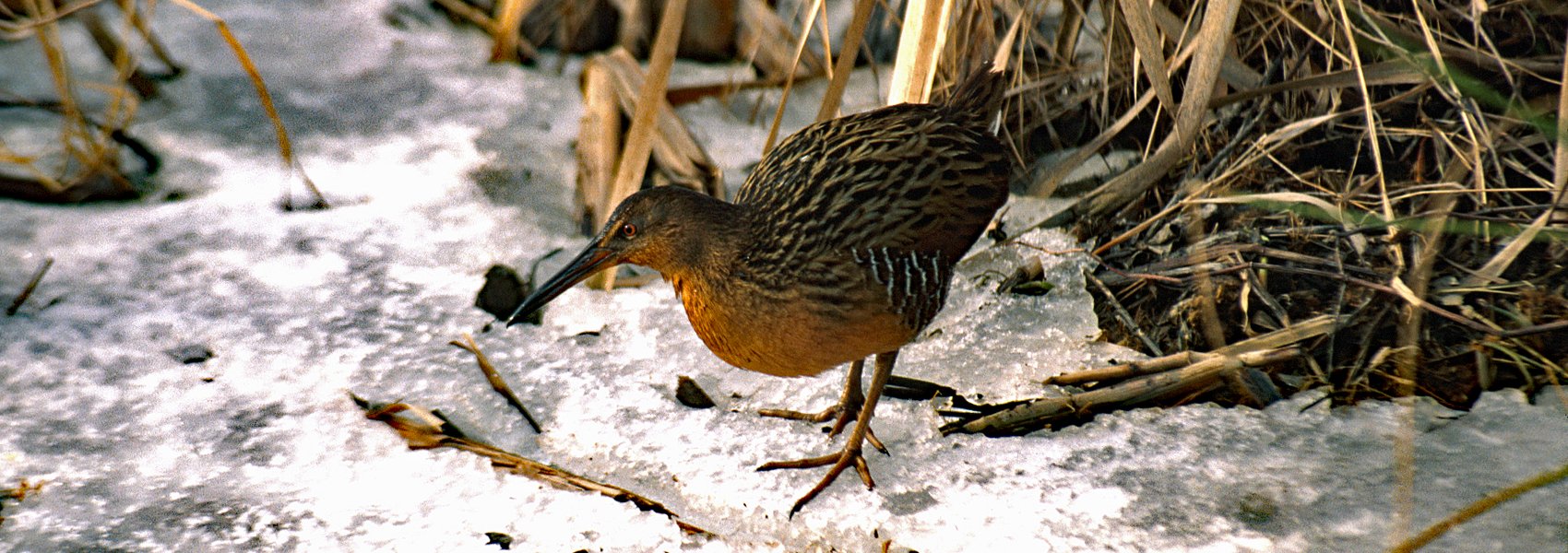 A king rail