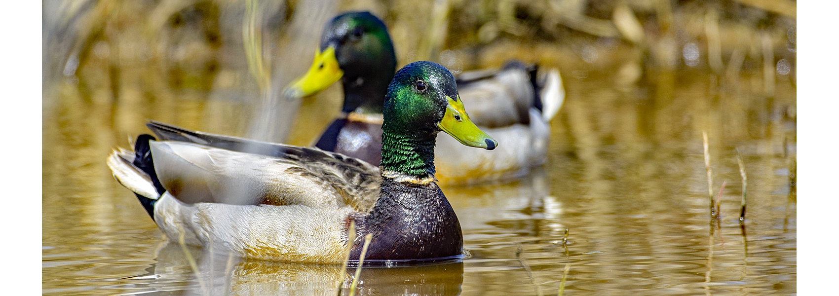 A pair of mallards