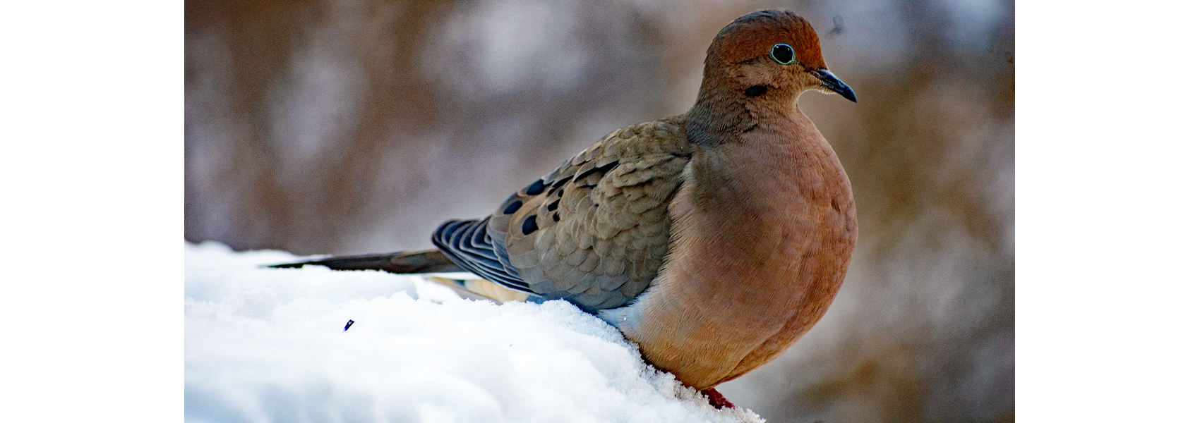 Mourning dove stands in snow