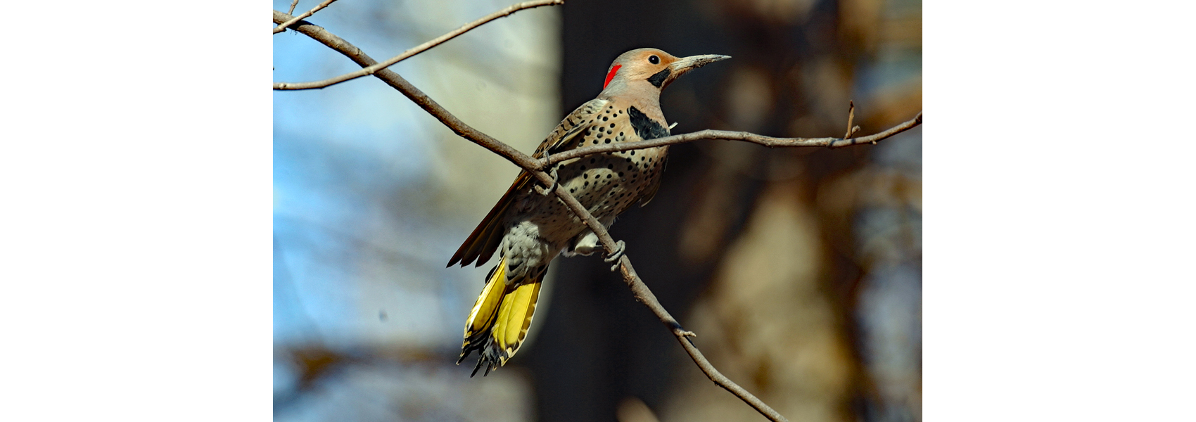 Northern flicker on a tree branch