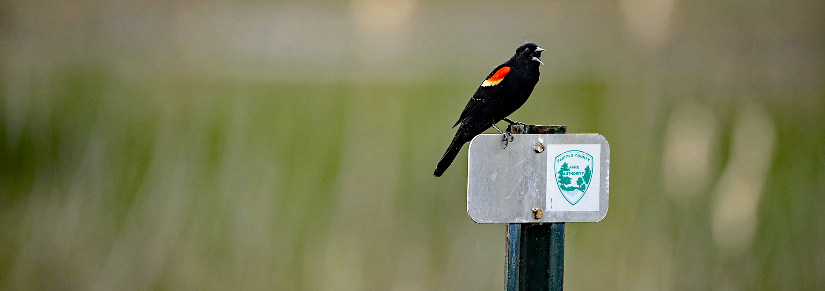 Redwing blackbird stands on a park sign in a field