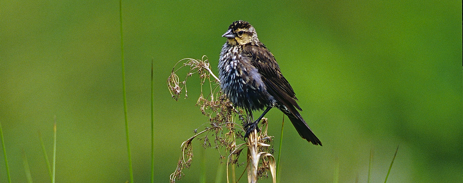 BIrds in meadow