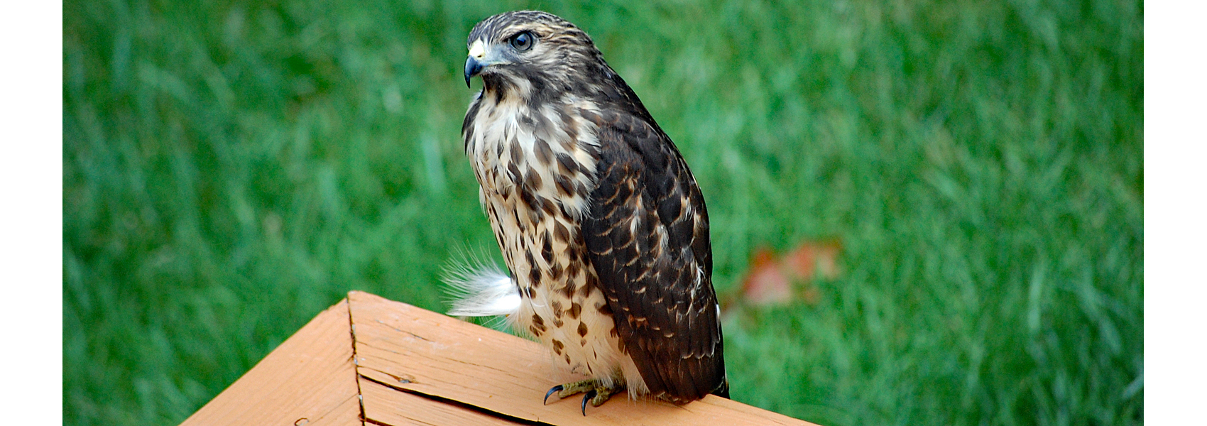 A Cooper's hawk sits on a deck rail