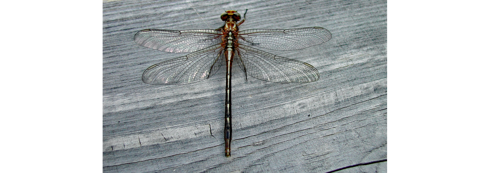 An ashy clubtail dragonfly