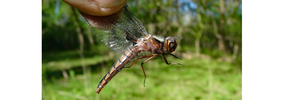 A blue corporal dragonfly