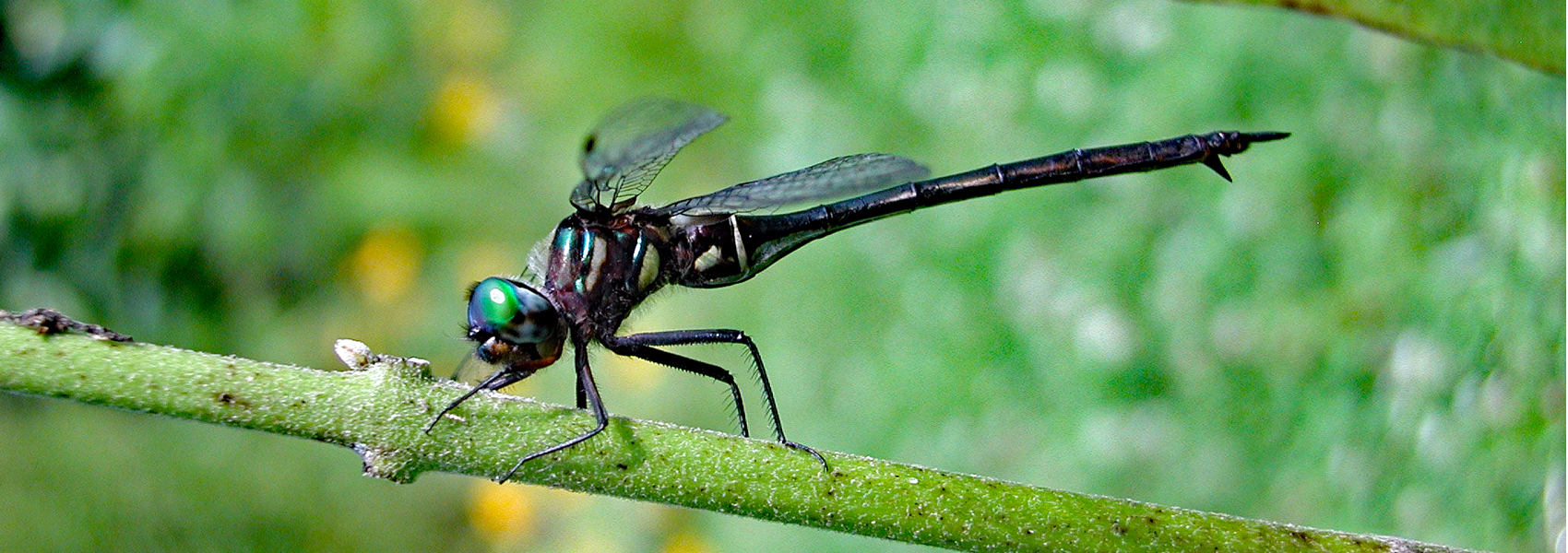 A clamp-tipped emerald dragonfly
