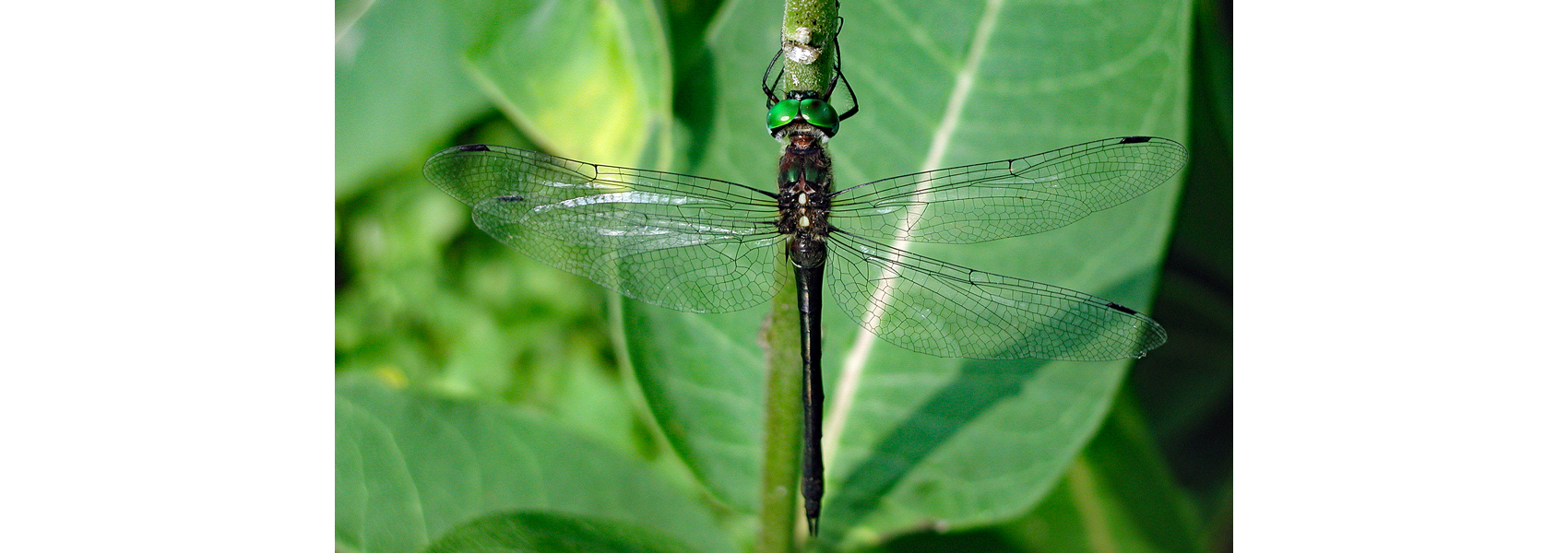 A clamp-tipped emerald dragonfly