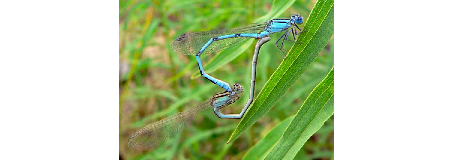 A damsel wheel damselfly