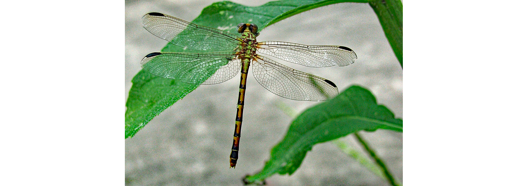 An eastern ringtail dragonfly