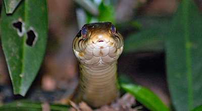A garter snake