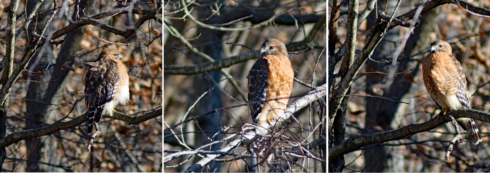 A hawk sits on a tree branch