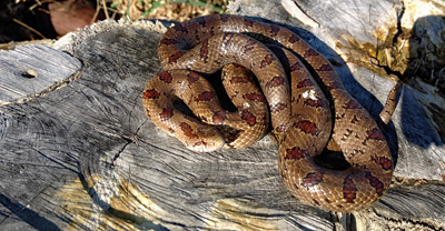 A mole king snake