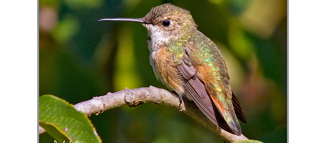 A Roufus hummingbird